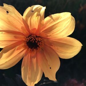 Meet your Posher, Connie